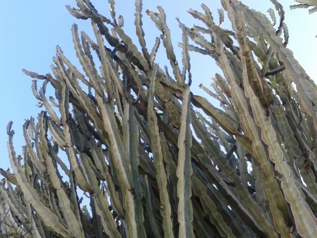 B&B Il Girasole Noto Zewnętrze zdjęcie